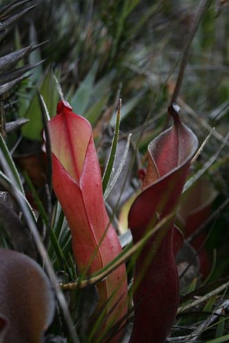 Heliamphora nutans